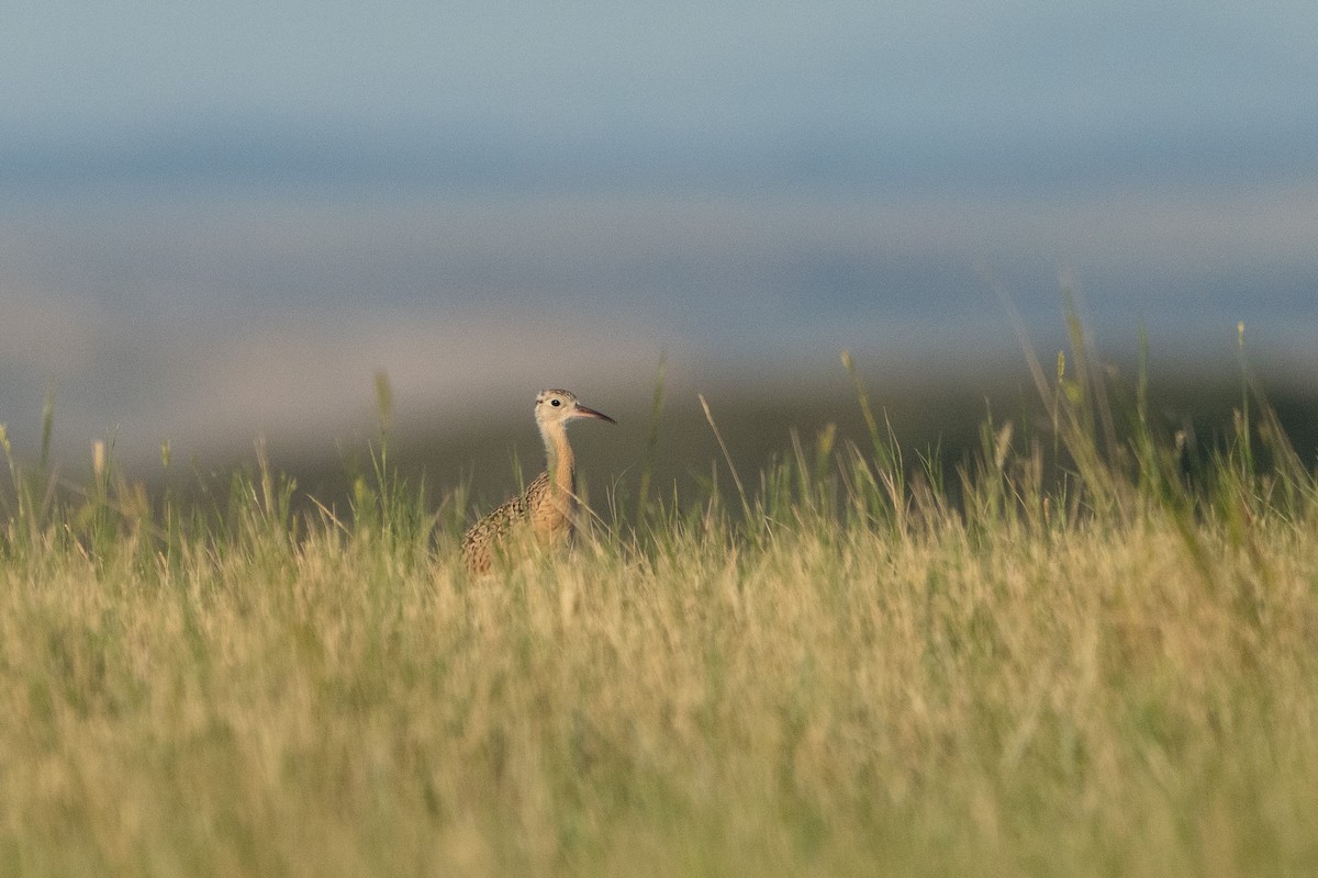 Long-billed Curlew - Kyle Arpke