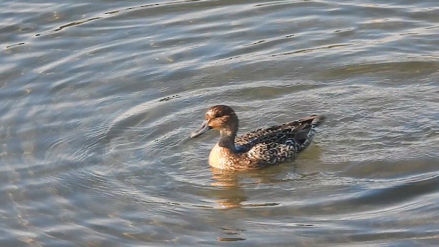 Northern Pintail - ML625370992