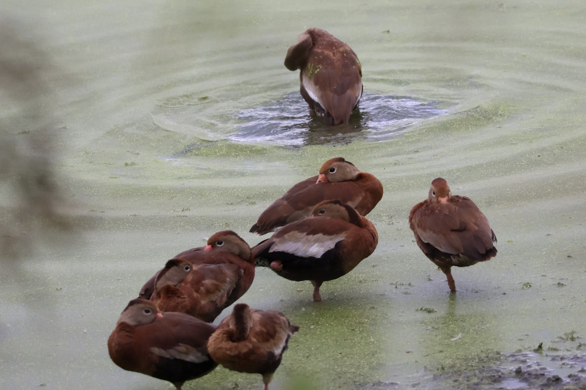 Black-bellied Whistling-Duck - ML625371011