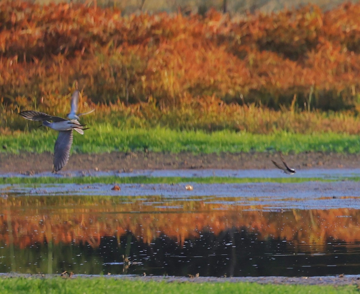 Lesser/Greater Yellowlegs - ML625371237