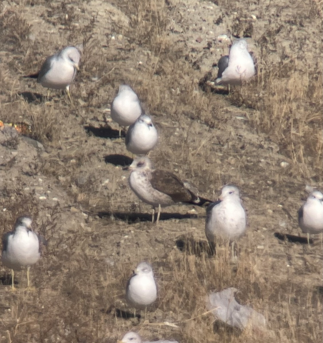 eBird Checklist 24 Oct 2024 Lewis and Clark County Landfill