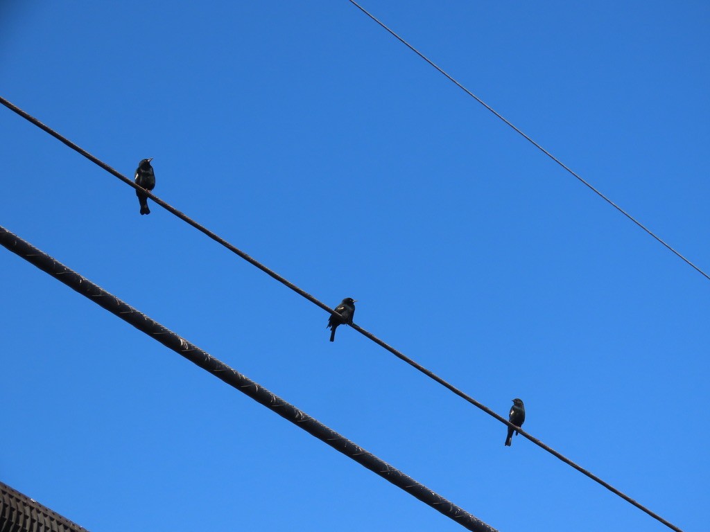 Tricolored Blackbird - ML625371258