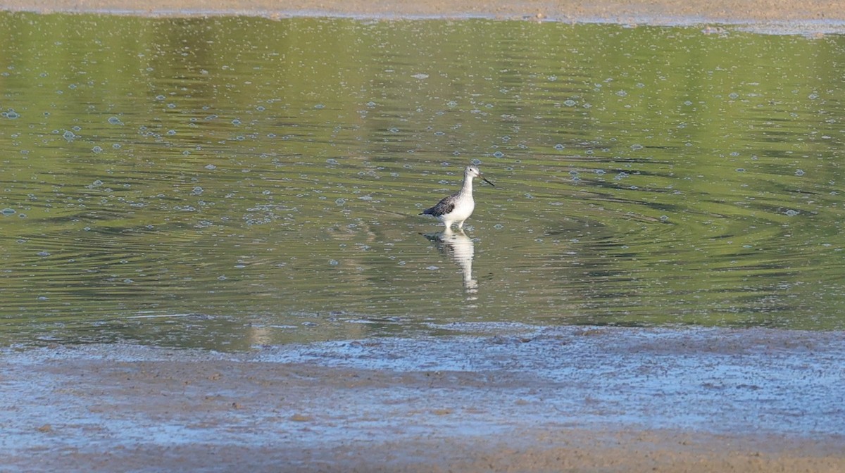 Lesser/Greater Yellowlegs - ML625371268