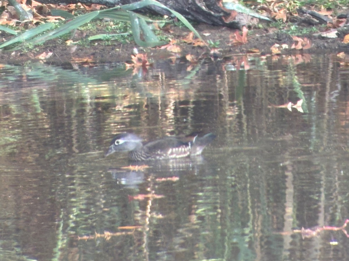 Wood Duck - ML625371456