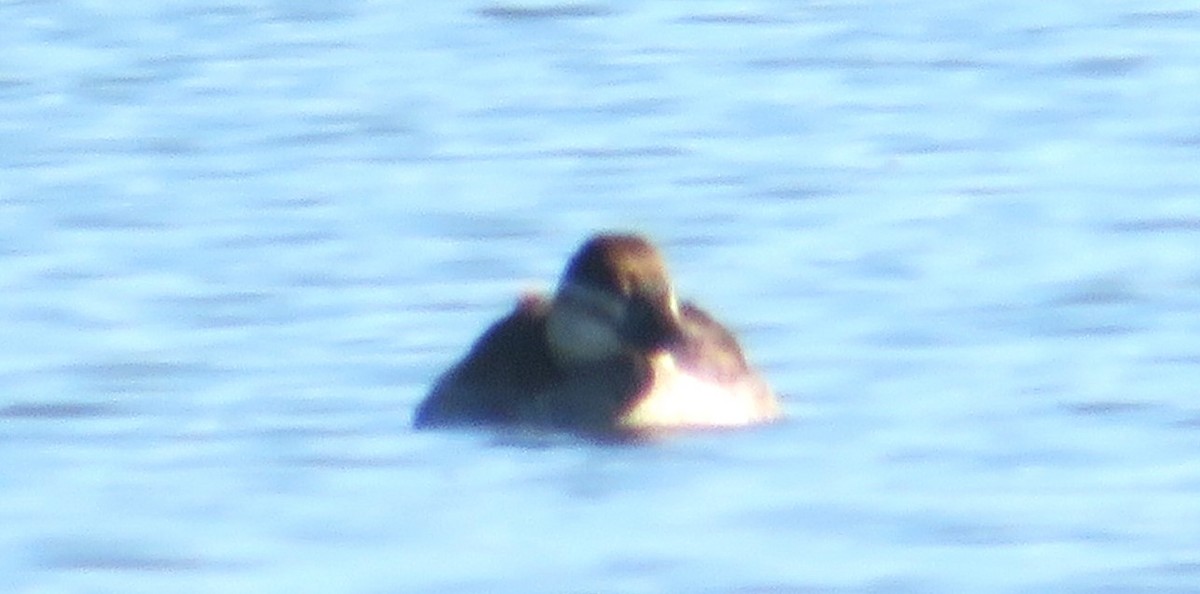 Ruddy Duck - ML625371459