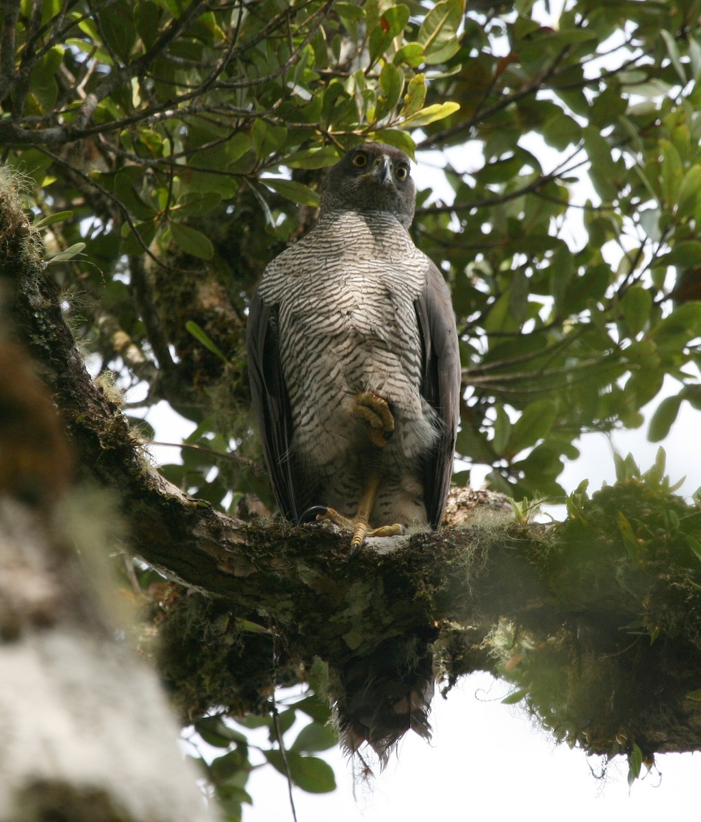 Henst's Goshawk - ML625371624