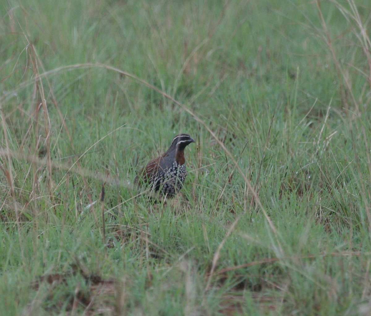 Madagascar Partridge - ML625371753