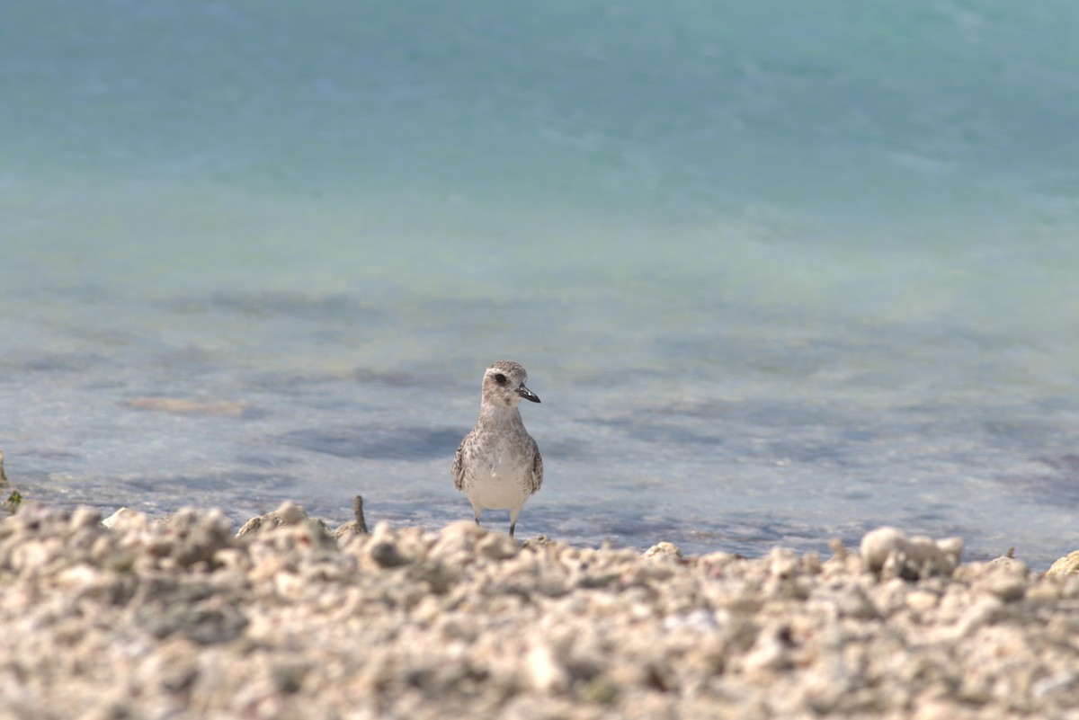 Black-bellied Plover - ML625371860