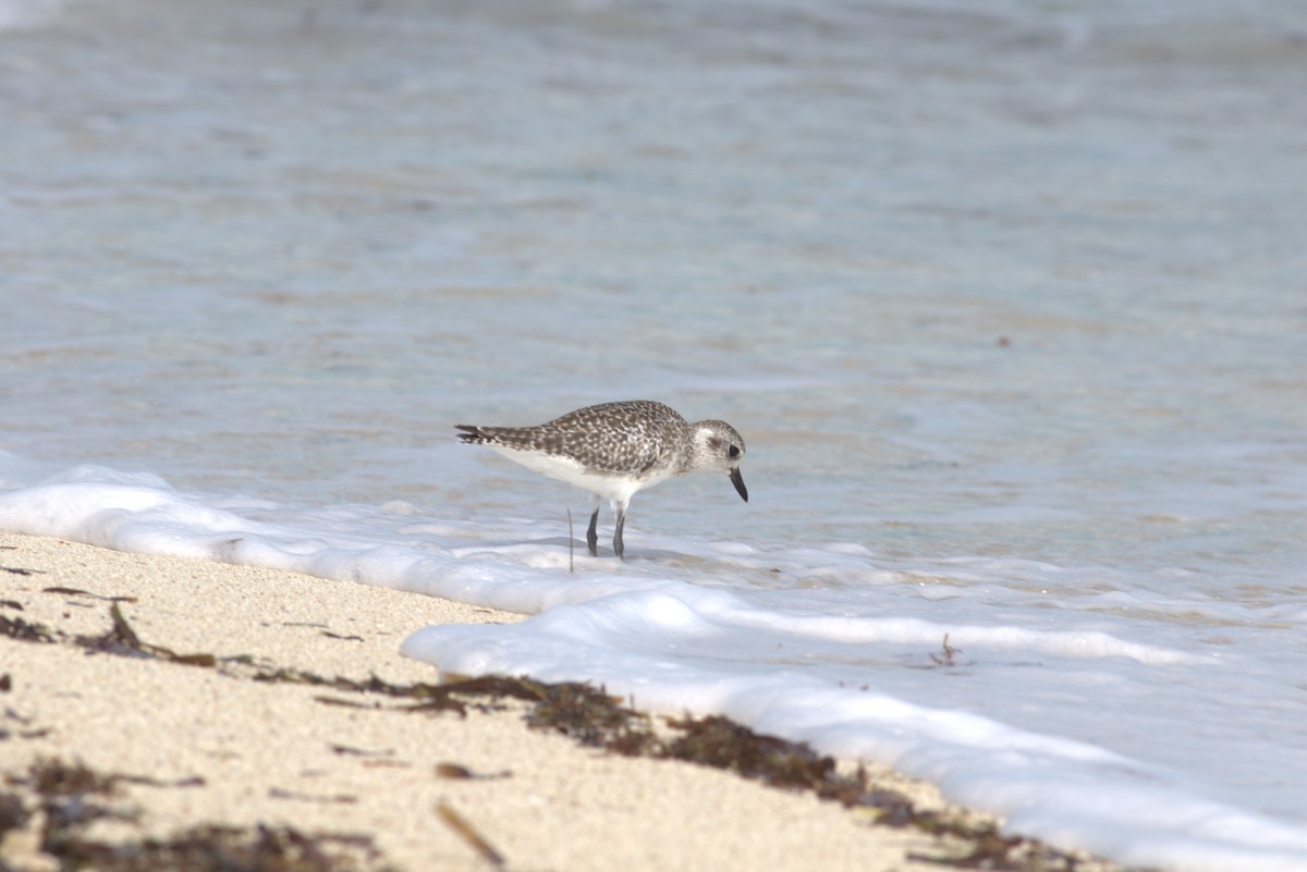 Black-bellied Plover - ML625371861