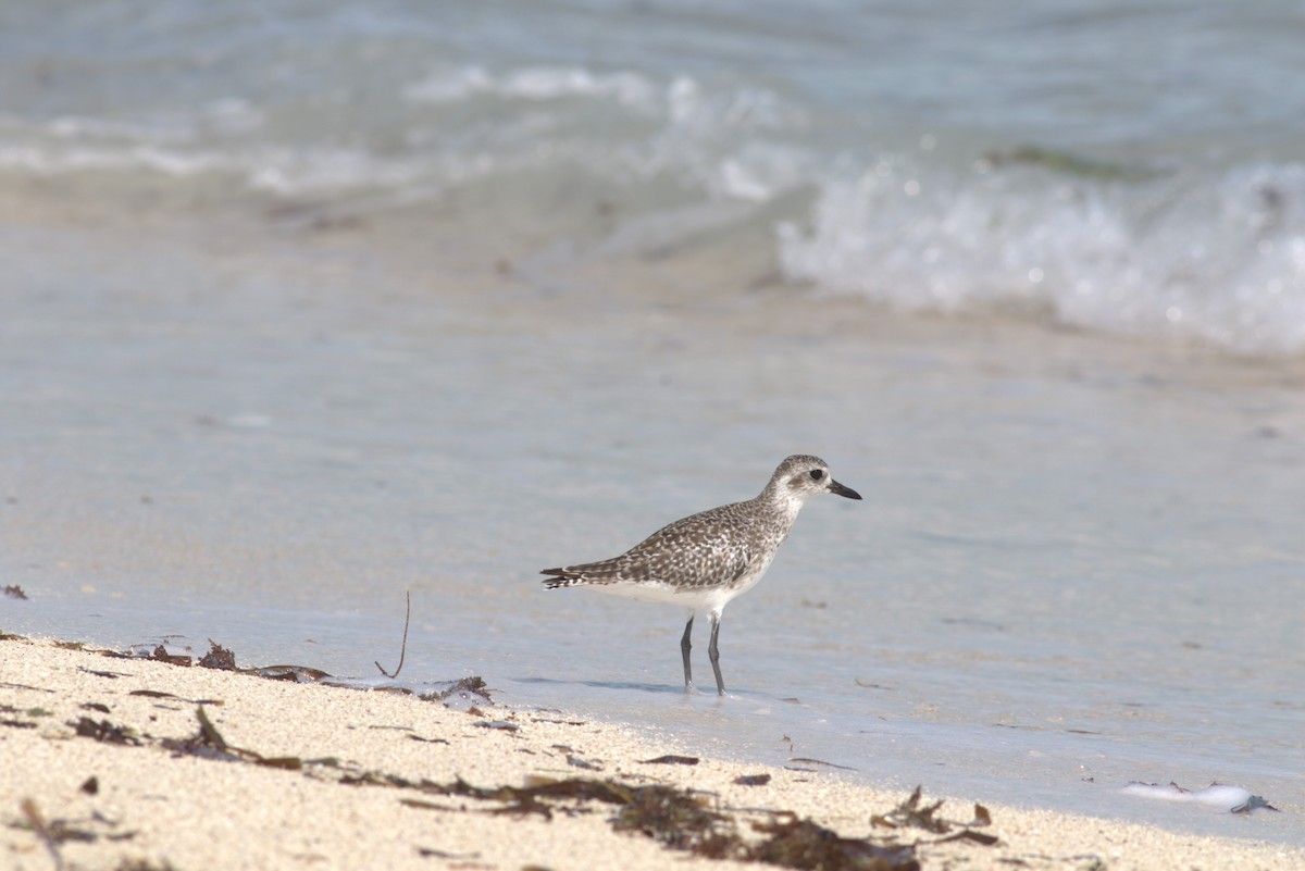 Black-bellied Plover - ML625371862