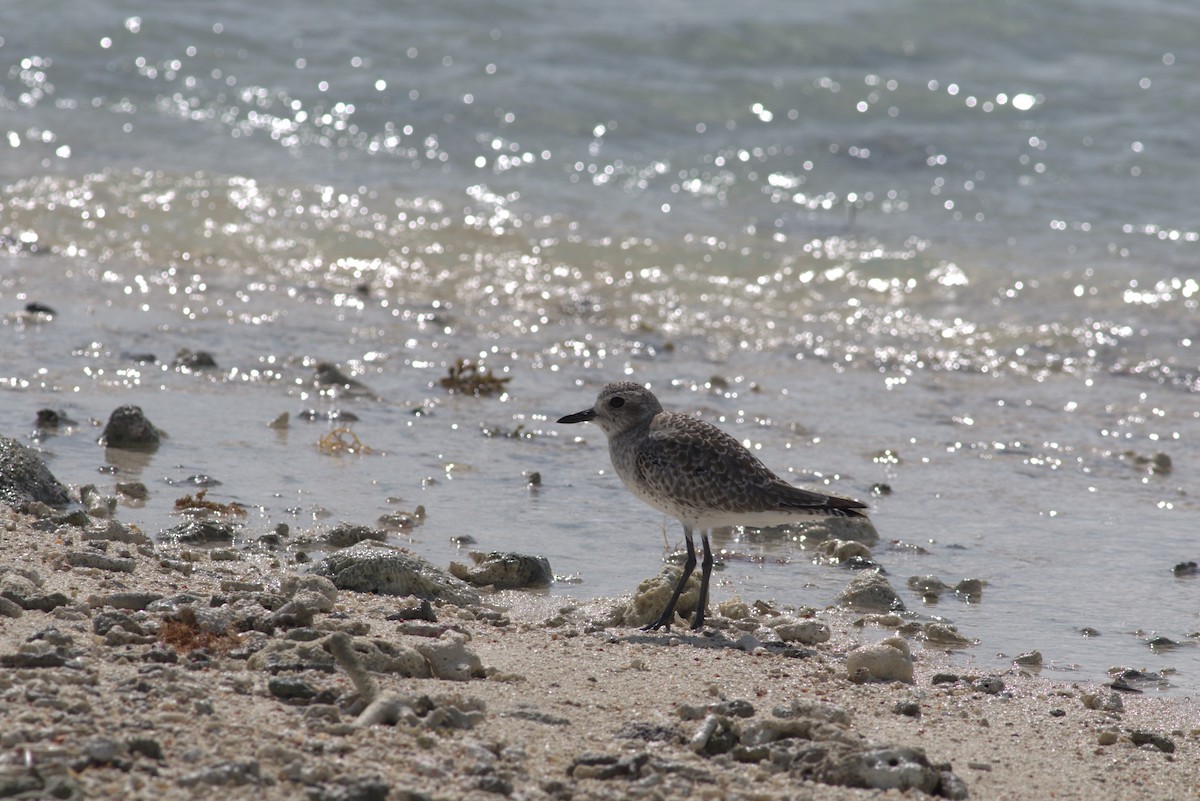 Black-bellied Plover - ML625371863