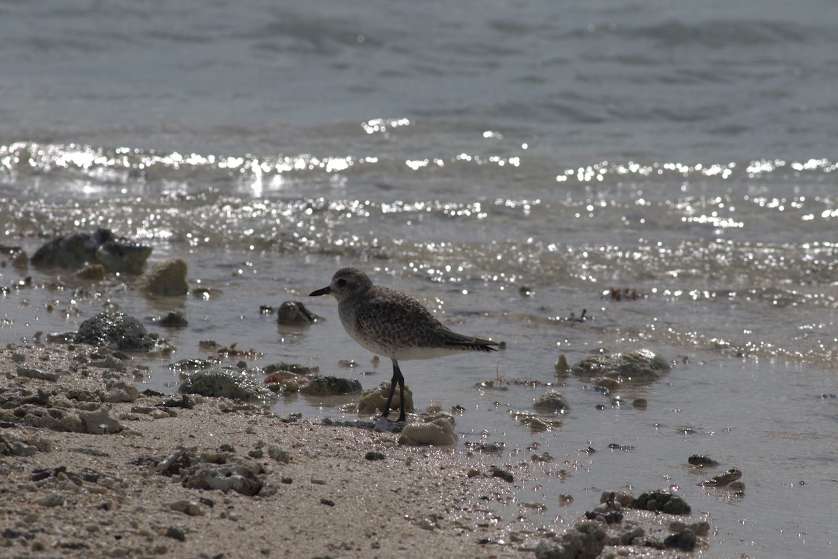 Black-bellied Plover - ML625371864