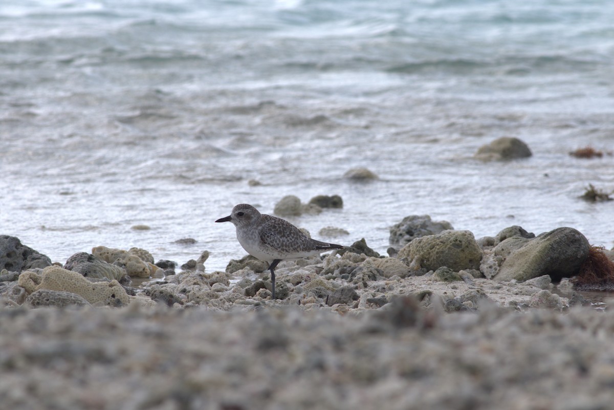 Black-bellied Plover - ML625371866