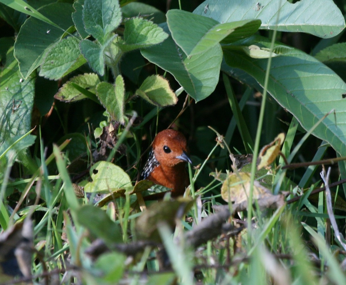 Madagascar Flufftail - ML625371881