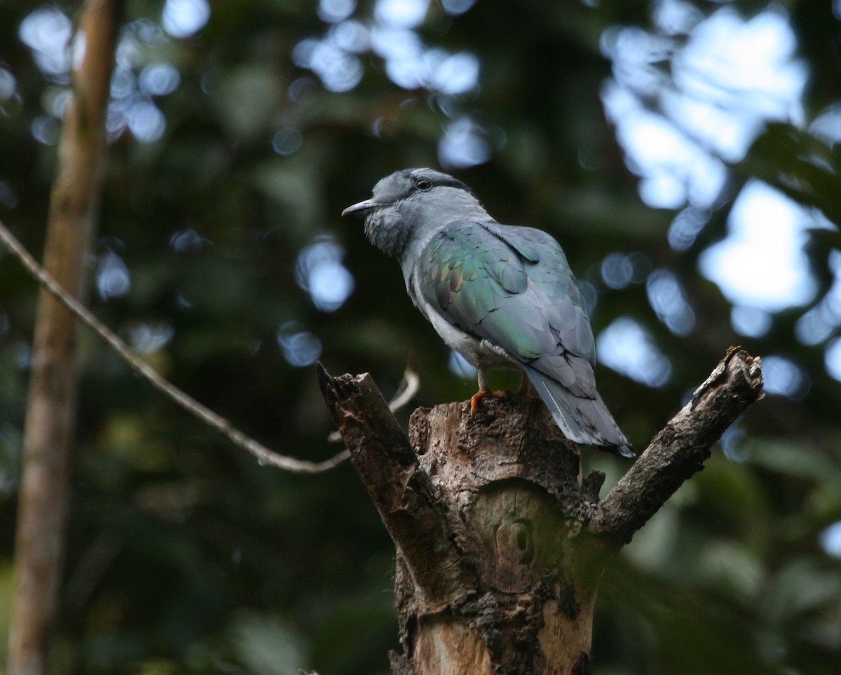 Cuckoo-roller - David Stejskal