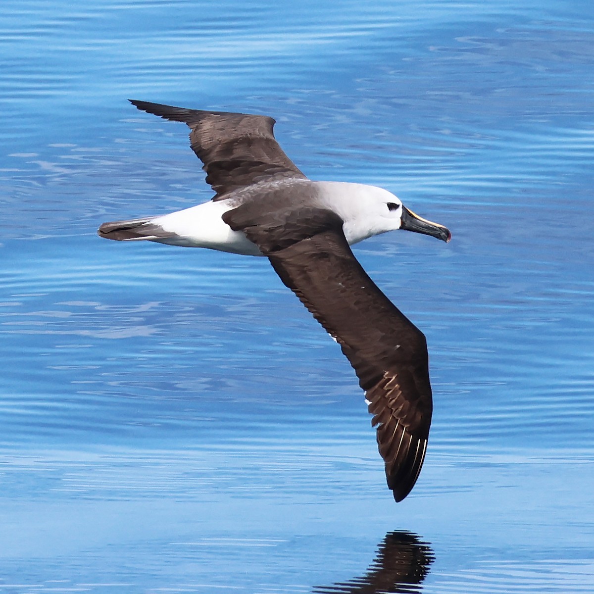 Atlantic Yellow-nosed Albatross - ML625372121