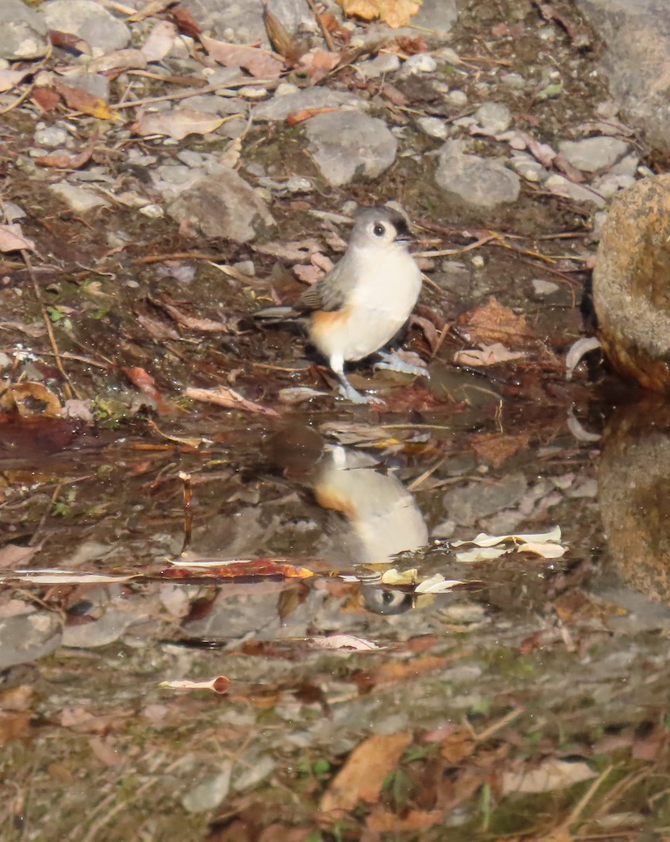 Tufted Titmouse - Maryangela Buskey