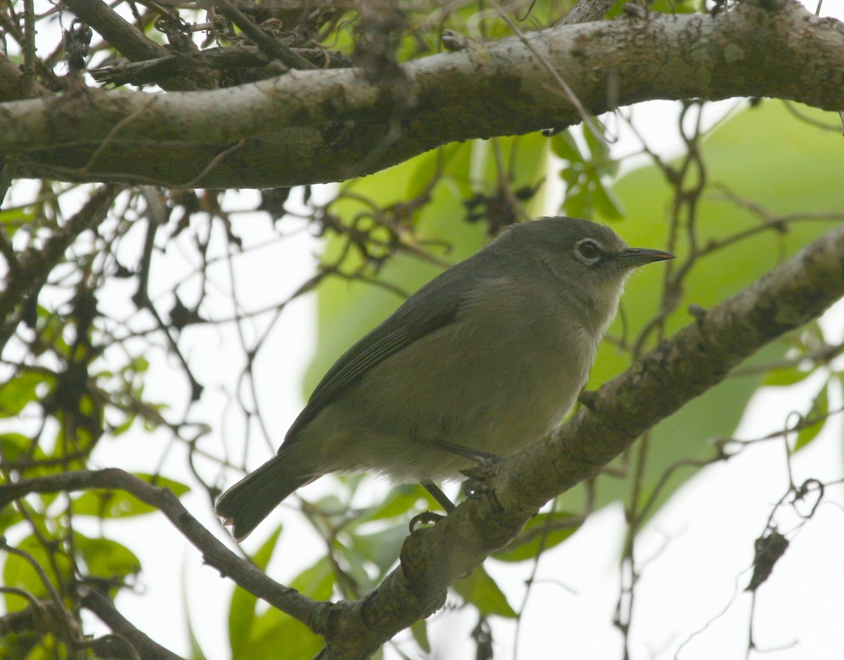 Seychelles White-eye - ML625372379