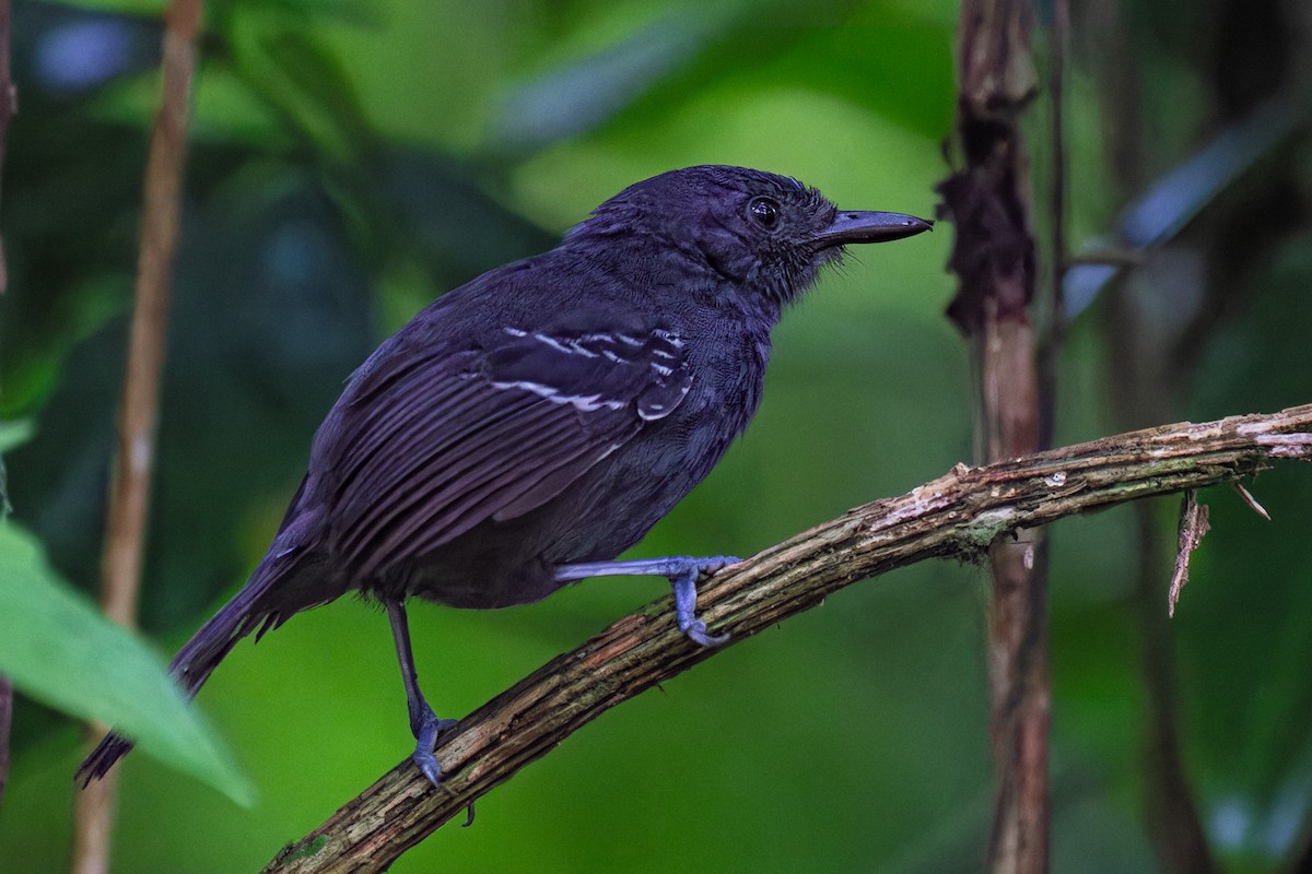 Dusky Antbird - ML625372552