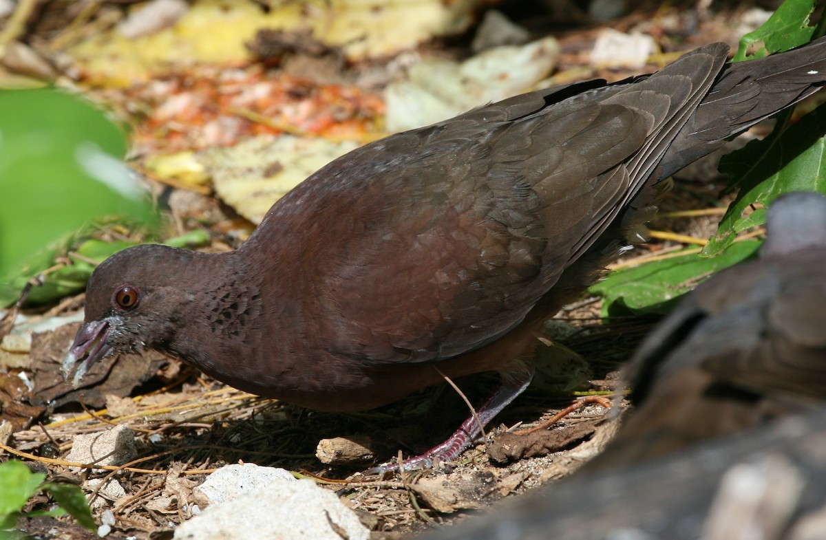 Malagasy Turtle-Dove - ML625372563