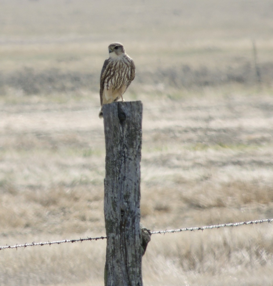 Merlin (Prairie) - ML625372671