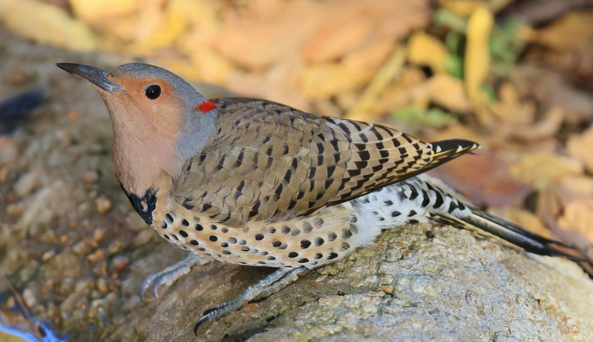 Northern Flicker (Yellow-shafted) - ML625372705