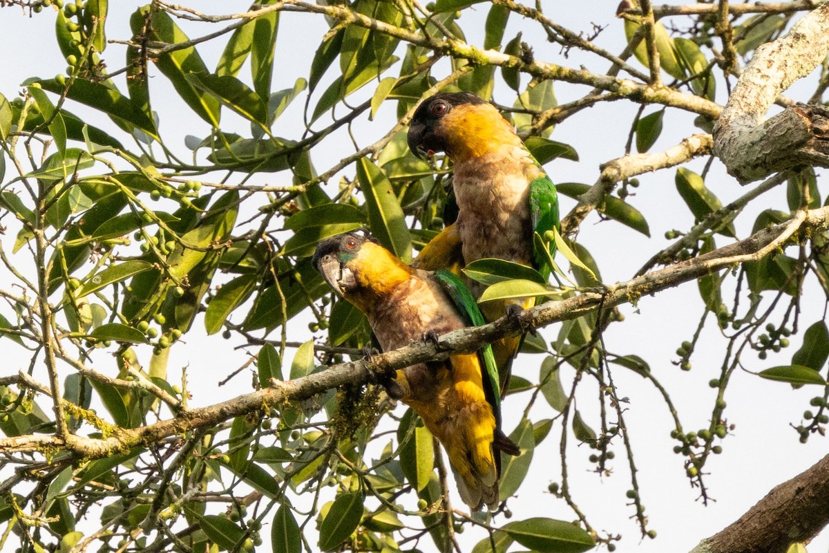 Black-headed Parrot - ML625372728