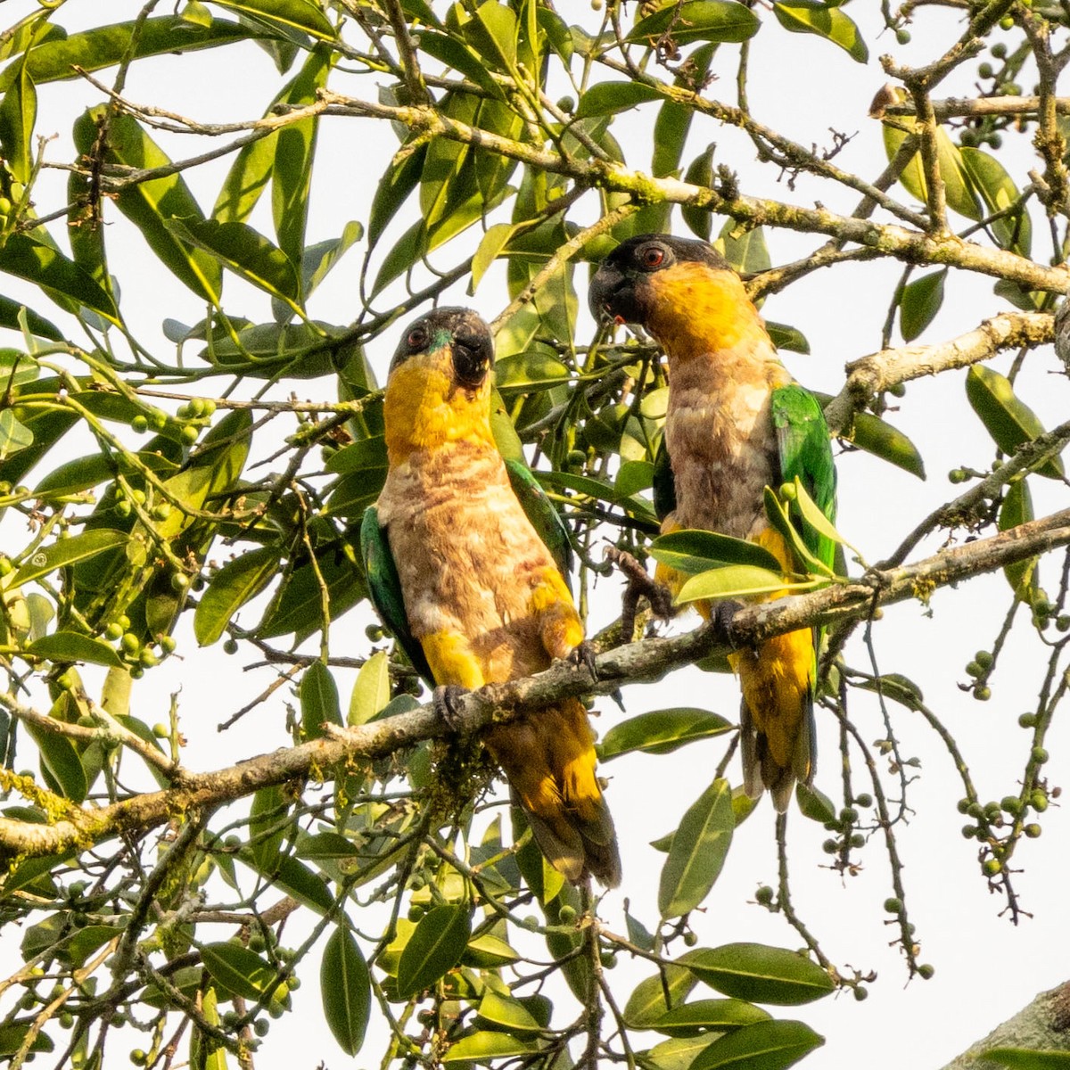 Black-headed Parrot - ML625372729