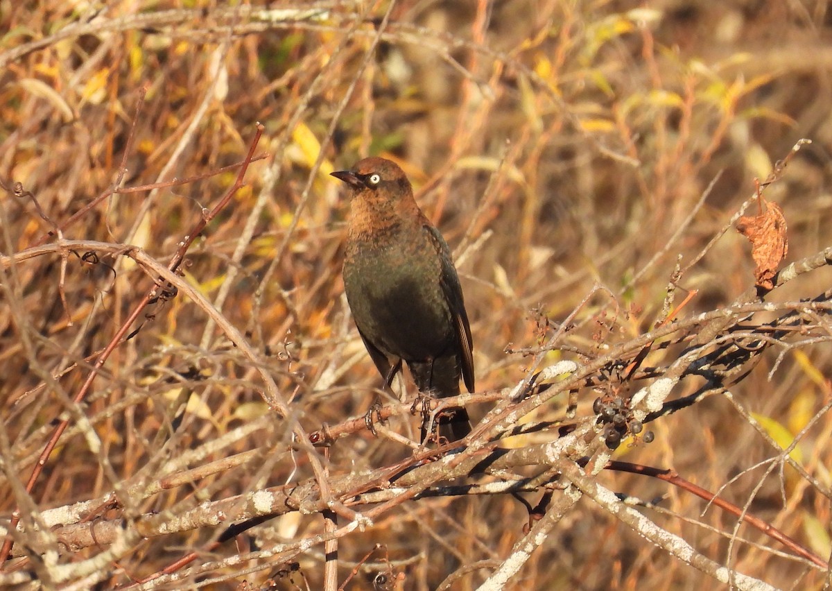 Rusty Blackbird - ML625372765