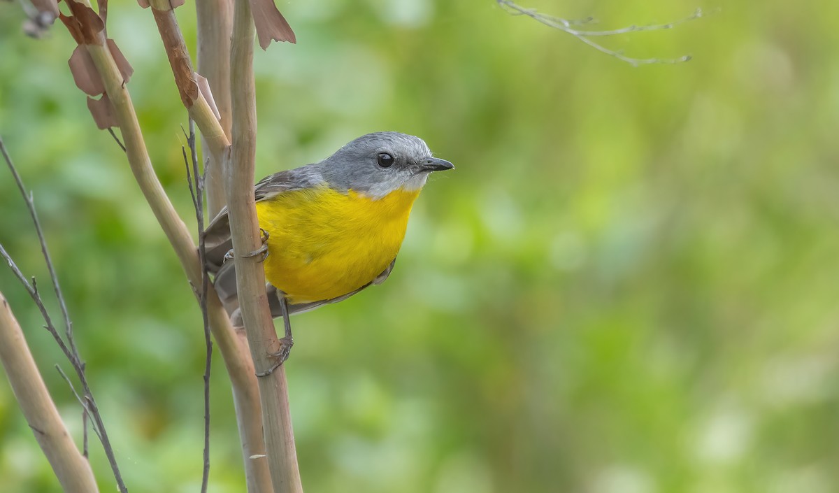 Eastern Yellow Robin - ML625372979