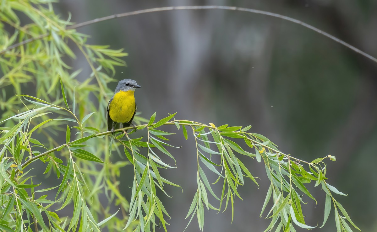 Eastern Yellow Robin - ML625372980