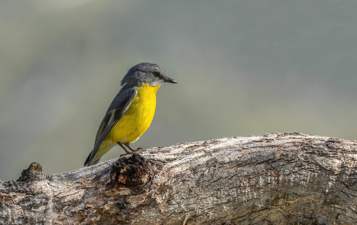 Eastern Yellow Robin - ML625372981