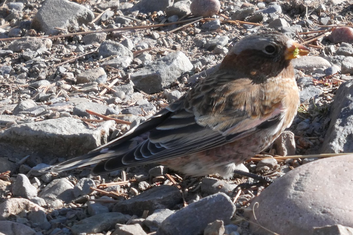 Pinzón Montano Nuquigrís (grupo tephrocotis) - ML625373021