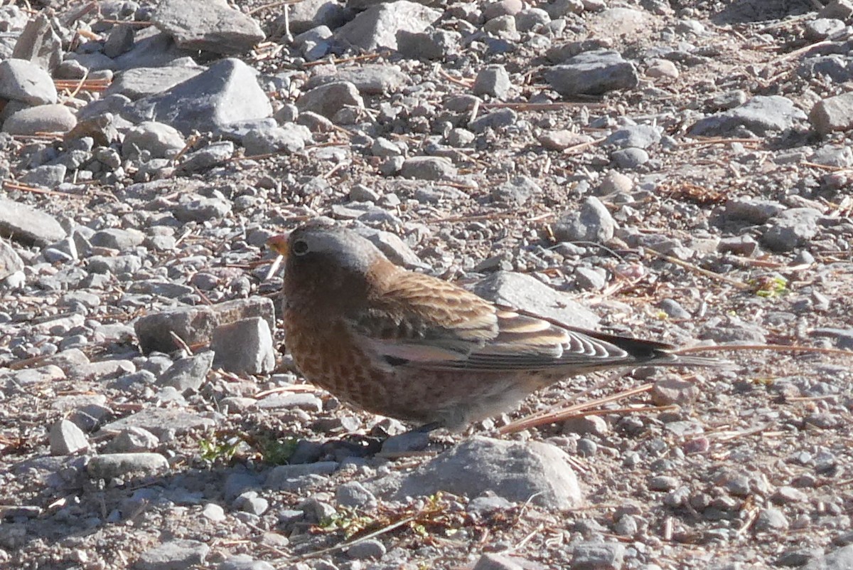 Pinzón Montano Nuquigrís (grupo tephrocotis) - ML625373022