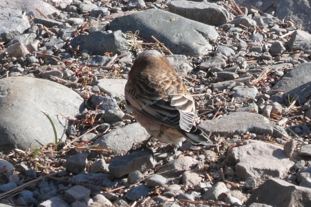 Pinzón Montano Nuquigrís (grupo tephrocotis) - ML625373023