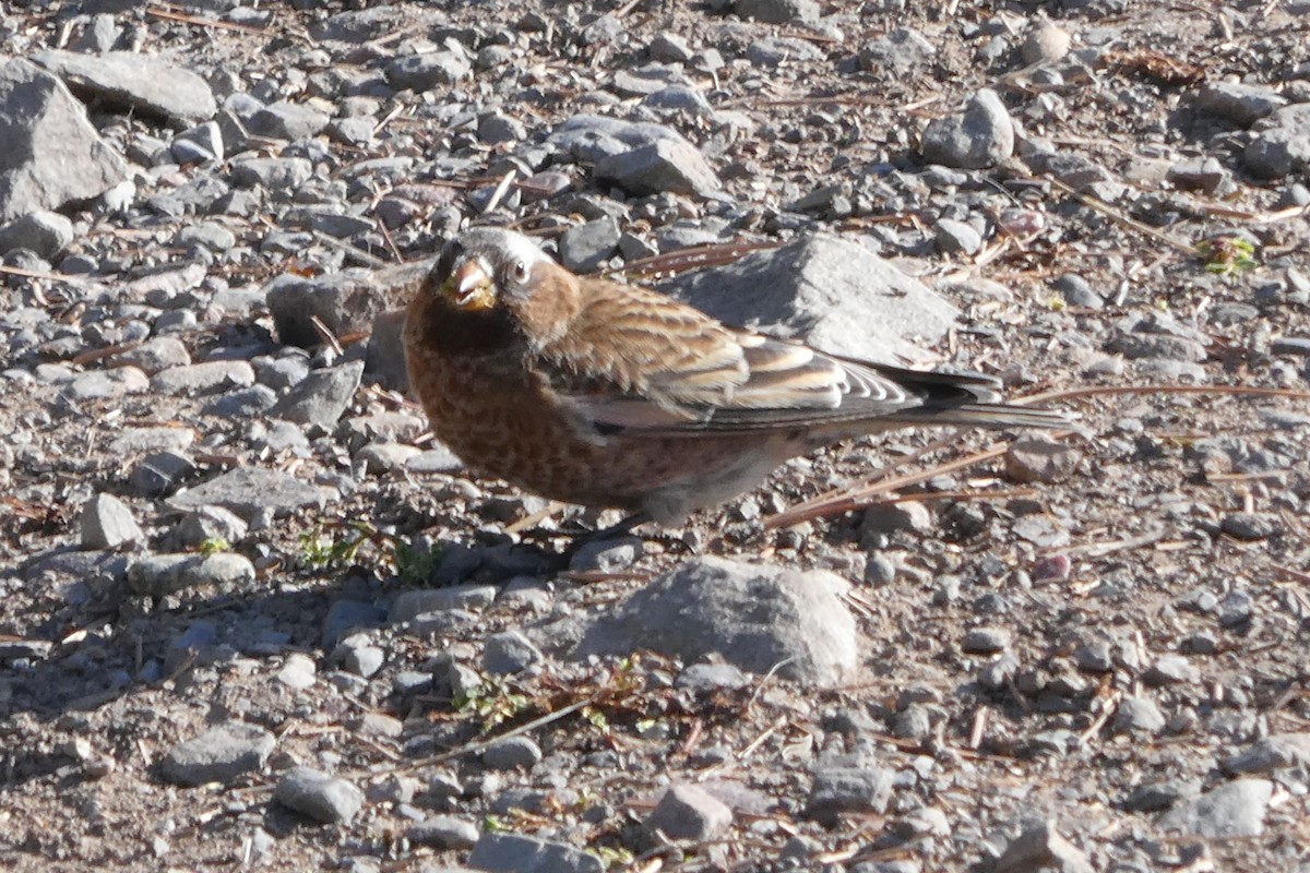 Pinzón Montano Nuquigrís (grupo tephrocotis) - ML625373024