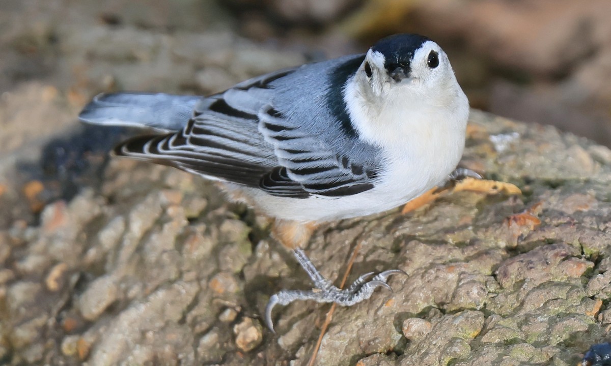 White-breasted Nuthatch (Eastern) - ML625373110
