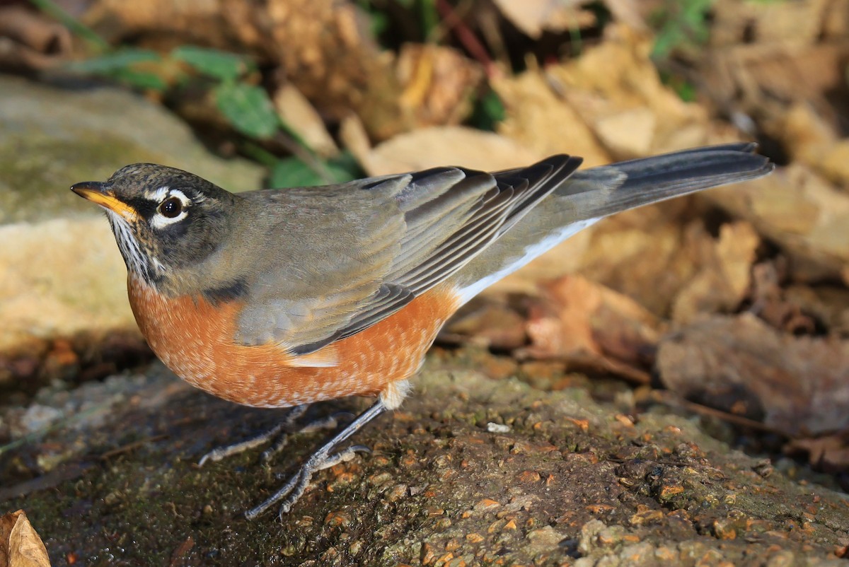 American Robin - ML625373167