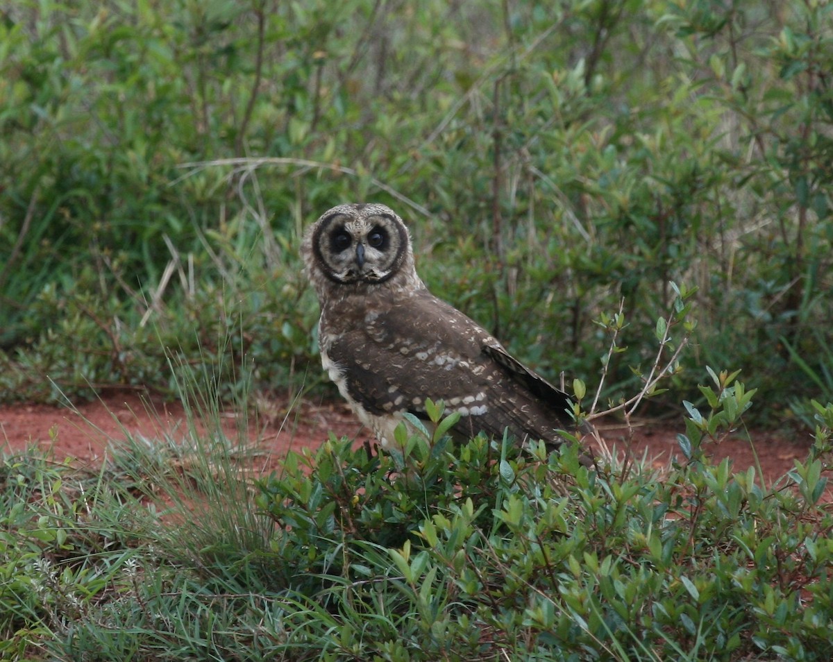 Hibou du Cap - ML625373168