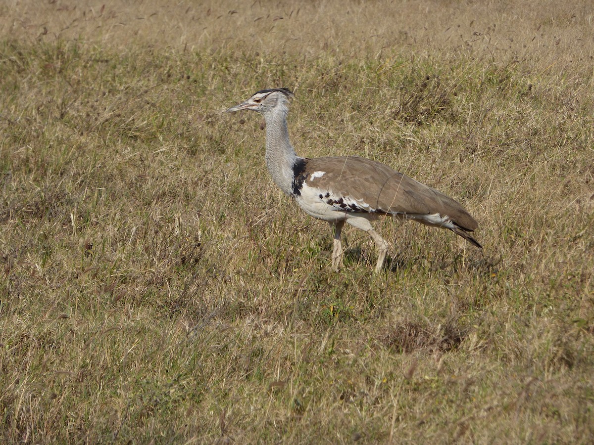 Kori Bustard - ML625373185