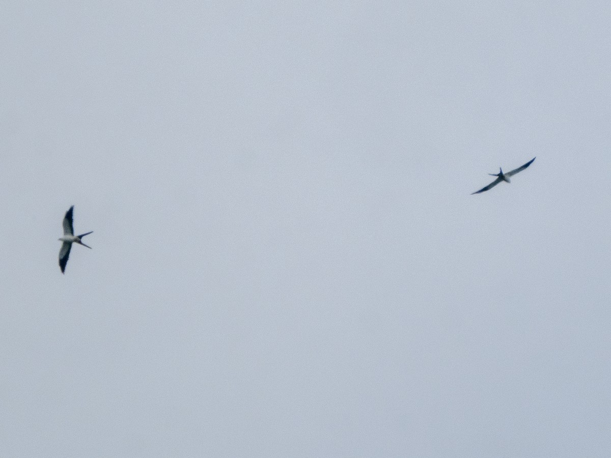 Swallow-tailed Kite - ML625373198