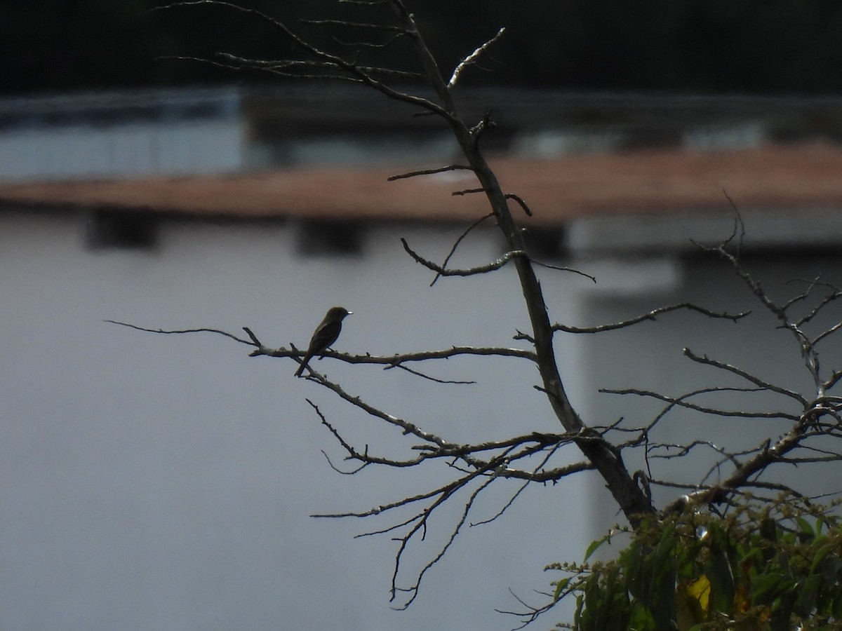 Greater Pewee - ML625373199