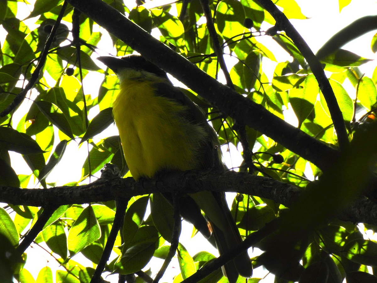 Boat-billed Flycatcher - ML625373208