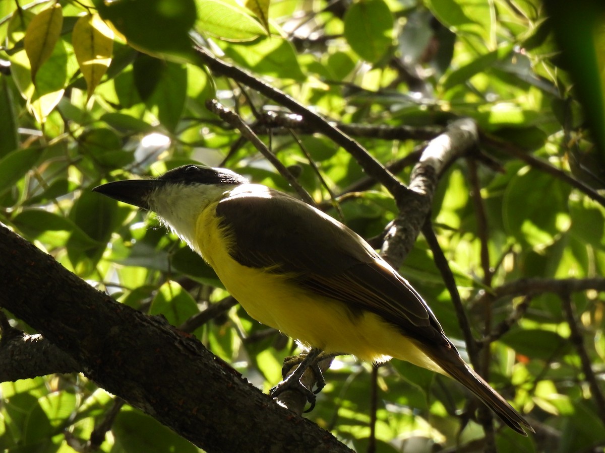 Boat-billed Flycatcher - ML625373209