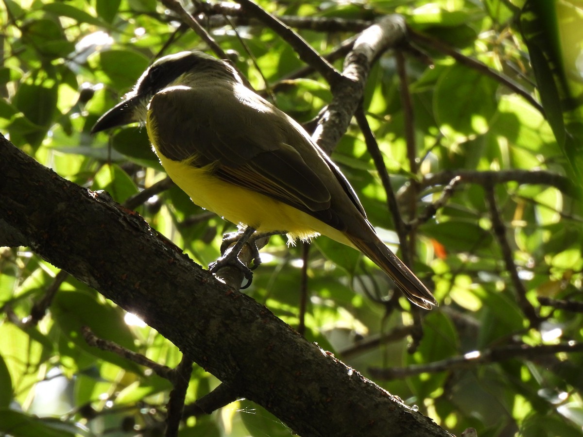 Boat-billed Flycatcher - ML625373210