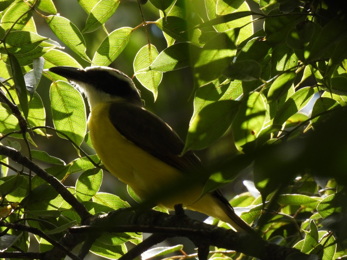 Boat-billed Flycatcher - ML625373211