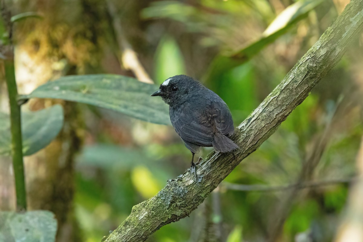 Bolivian Tapaculo - ML625373273