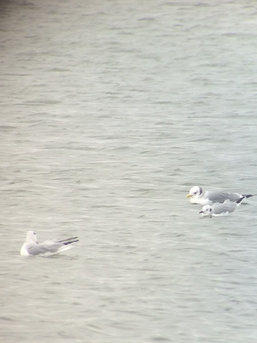 Black-legged Kittiwake - ML625373284