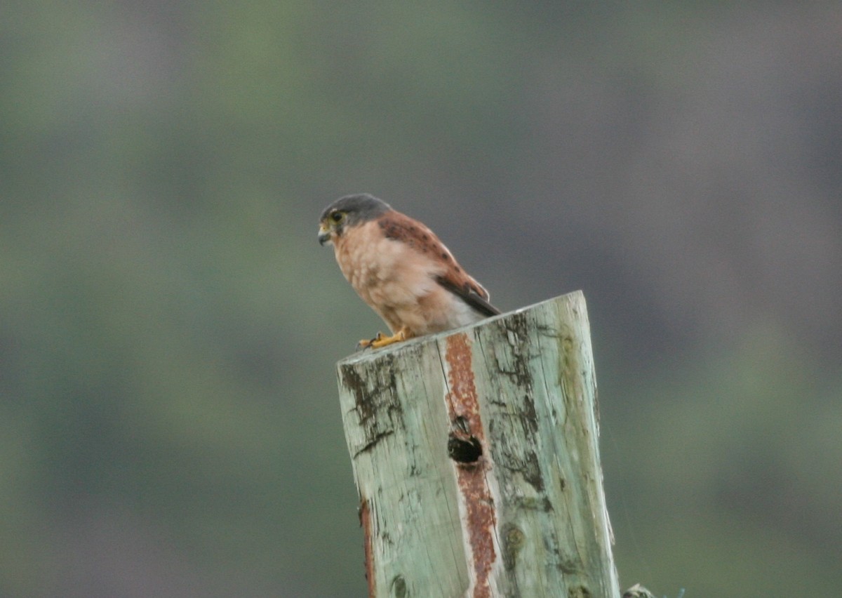 Seychelles Kestrel - ML625373300