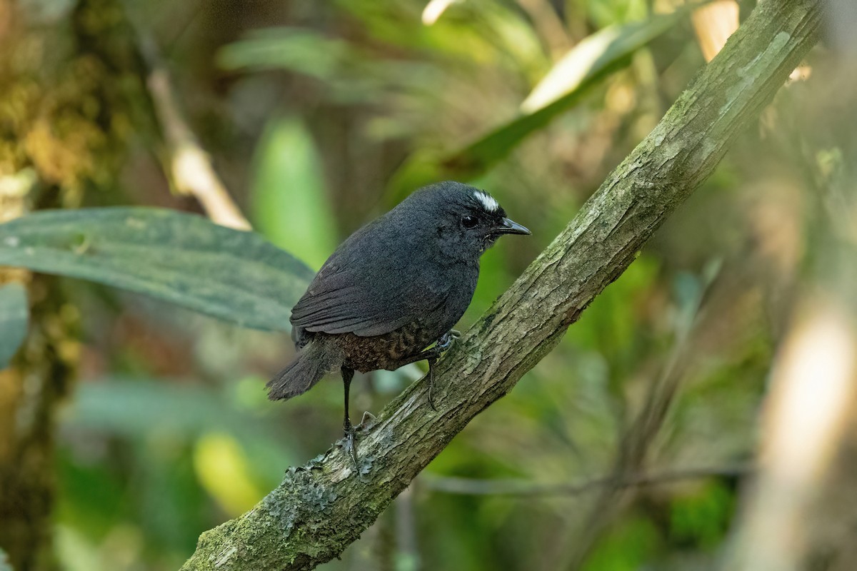 Bolivian Tapaculo - ML625373312